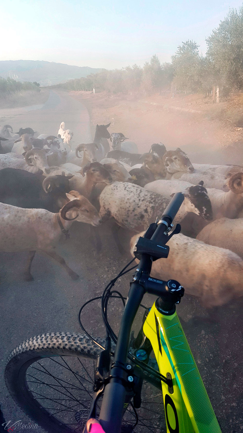 La foto del día en TodoMountainBike: "¡Entre cabras!"